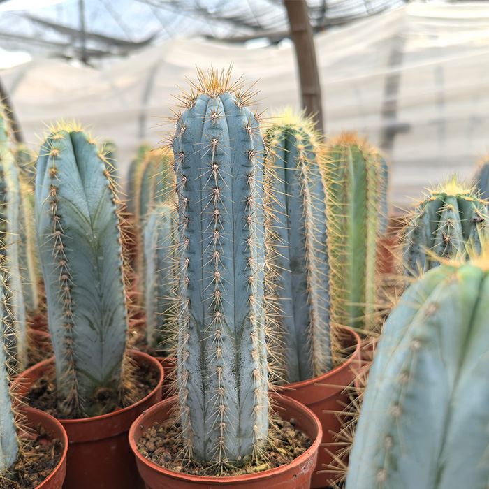 blue cereus cactus