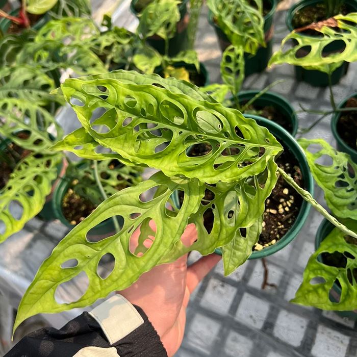 monstera obliqua plant
