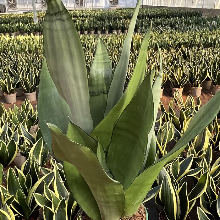 Sansevieria Trifasciata Var Moonshine
