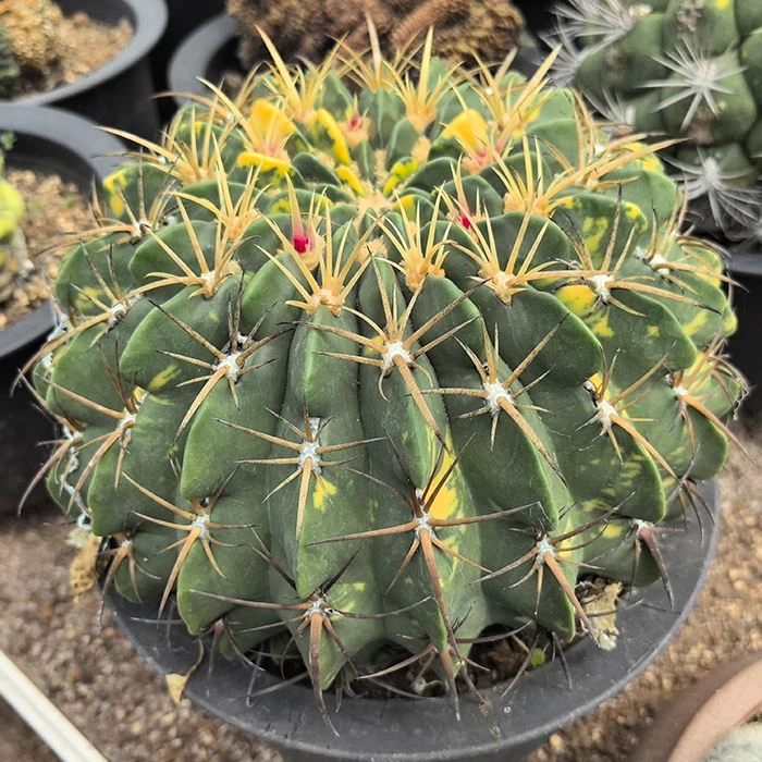 Ferocactus macrodiscus változó
