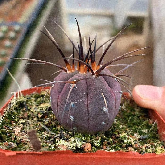 Gymnocalycium Spegazzinii Var. Horizonthalonius