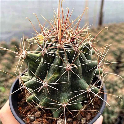 Ferocactus hamatacanthus var. Sinuatus