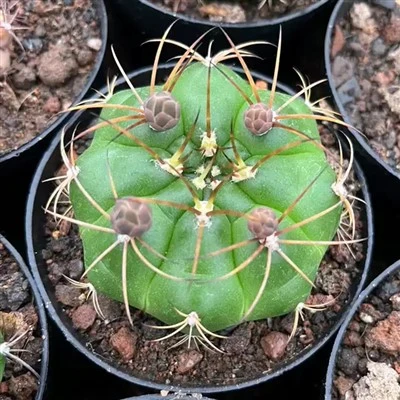 Gymnokalizum chiquitanum