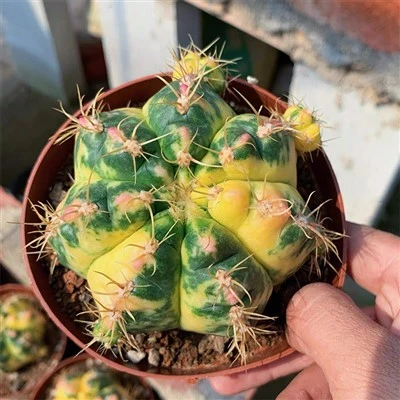 Gymnokalizum paraguayense variegata