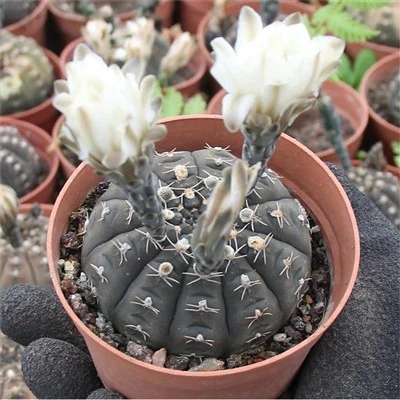 Gymnokalizum ragonesei