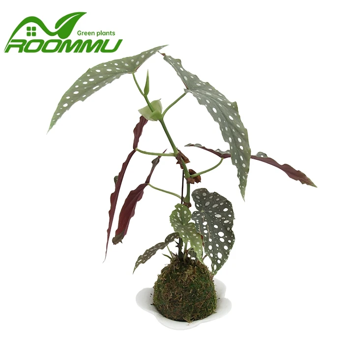 Begonia Maculata Plant
