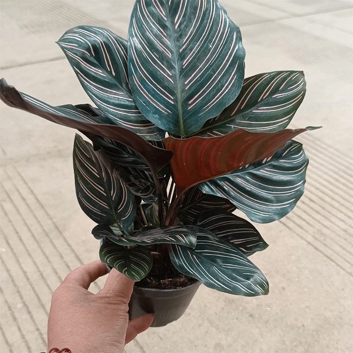 calathea ornata sanderiana