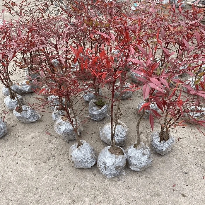 nandina firepower plant