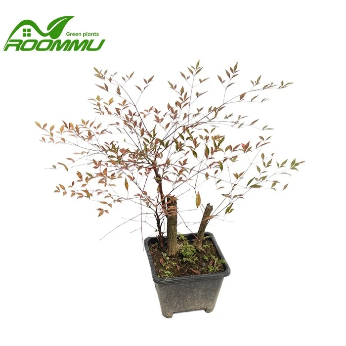 nandina firepower