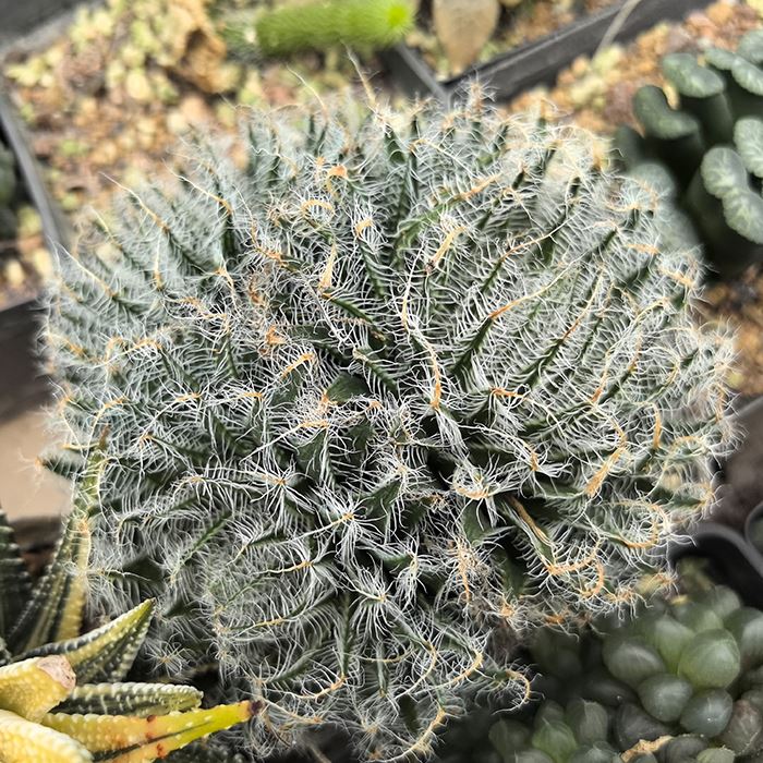 Haworthia Arachnoidea 'joubertii'