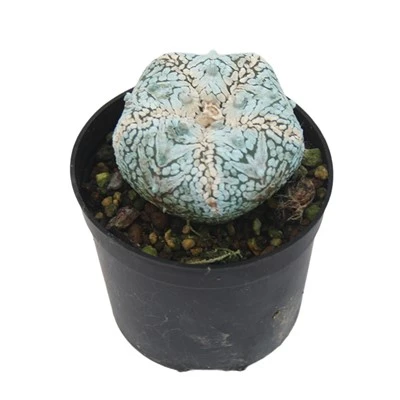Astrophytum Asterias Cv. Superkabuto V típus