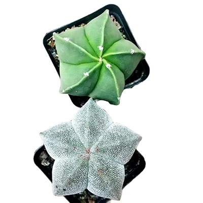 Astrophytum Myriostigma püspökök sapka