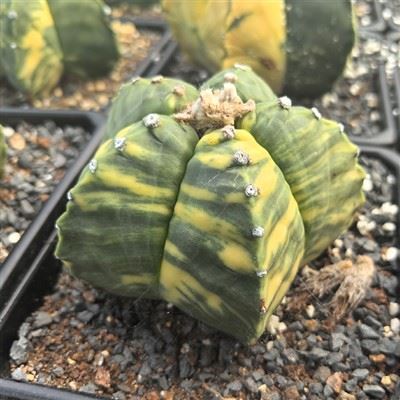 Astrophytum Myriostigma Tarka