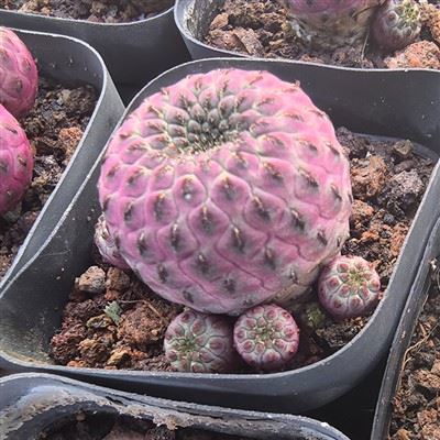 Echinopsis Sanguiniflora kaktusz