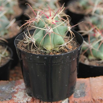 Ferocactus Emoryi Covillei