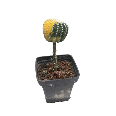 Ferocactus Glaucescens F. Nuda Tarka