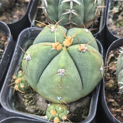 Gymnocalycium Horstii Cactus