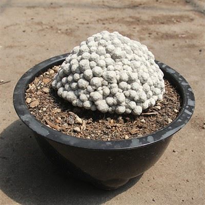 Mammillaria Humboldtii nagy fürt