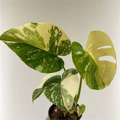 Thai Monstera Constellation