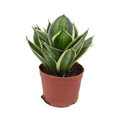 Sansevieria Trifasciata "Stars Stripes"