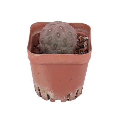 Tephrocactus Geometricus Kaktusz