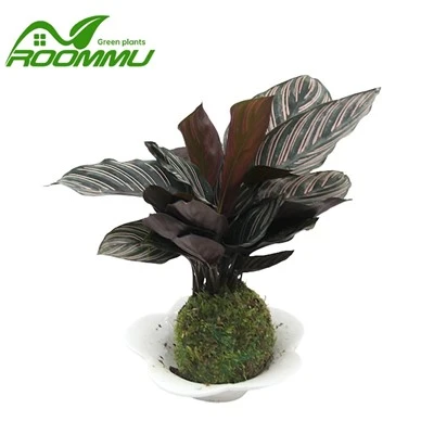 Mik a stresszes calathea növény jelei?