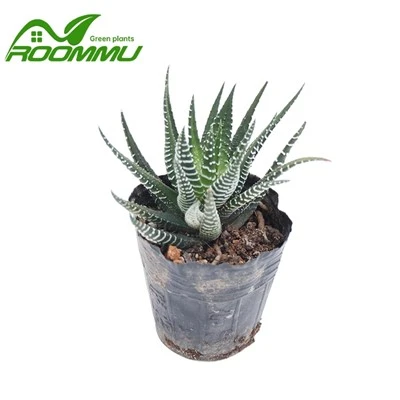 Haworthia „Royal Albert” üzem