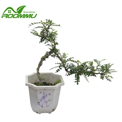 Zanthoxylum Beecheyanum K.Koch